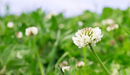 Using clover for livestock